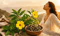 Damiana leaf, traditional natural aphrodisiac for women
