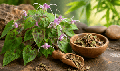 Horny Goat Weed icariin, natural aphrodisiac for circulation