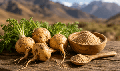 Maca root, a natural aphrodisiac for women and men